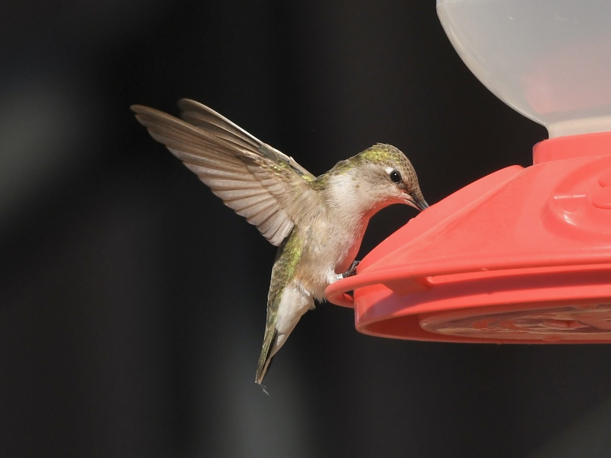 Black-chinned Hummingbird - ML622749366