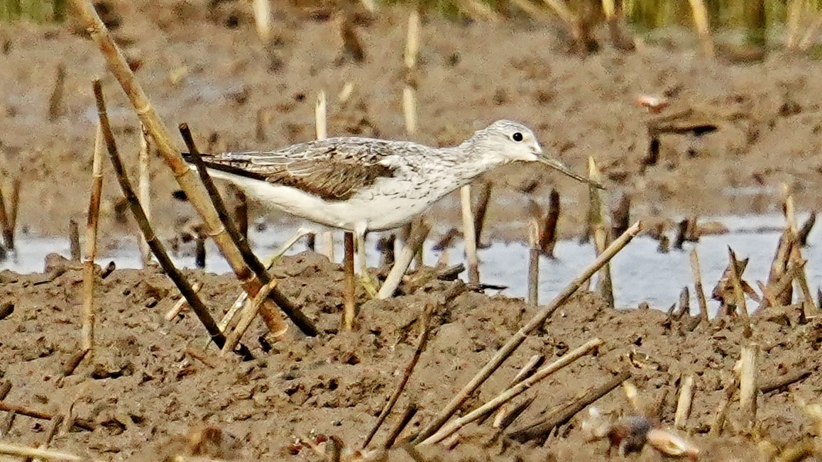 Common Greenshank - Long Chen