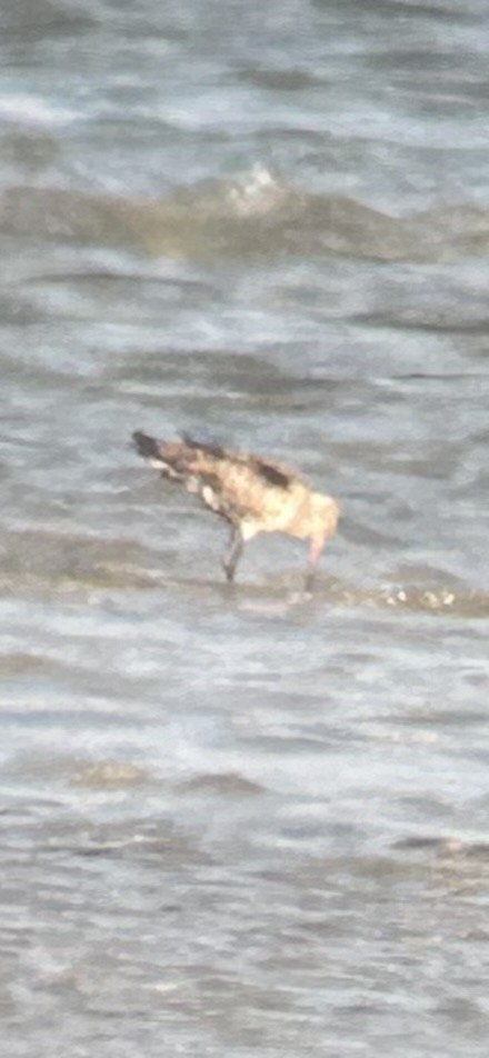 Hudsonian Godwit - ML622749403