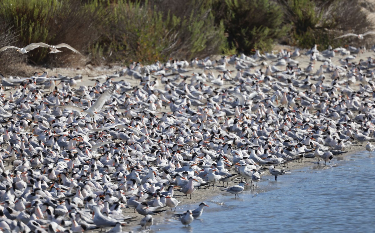 Elegant Tern - ML622749476