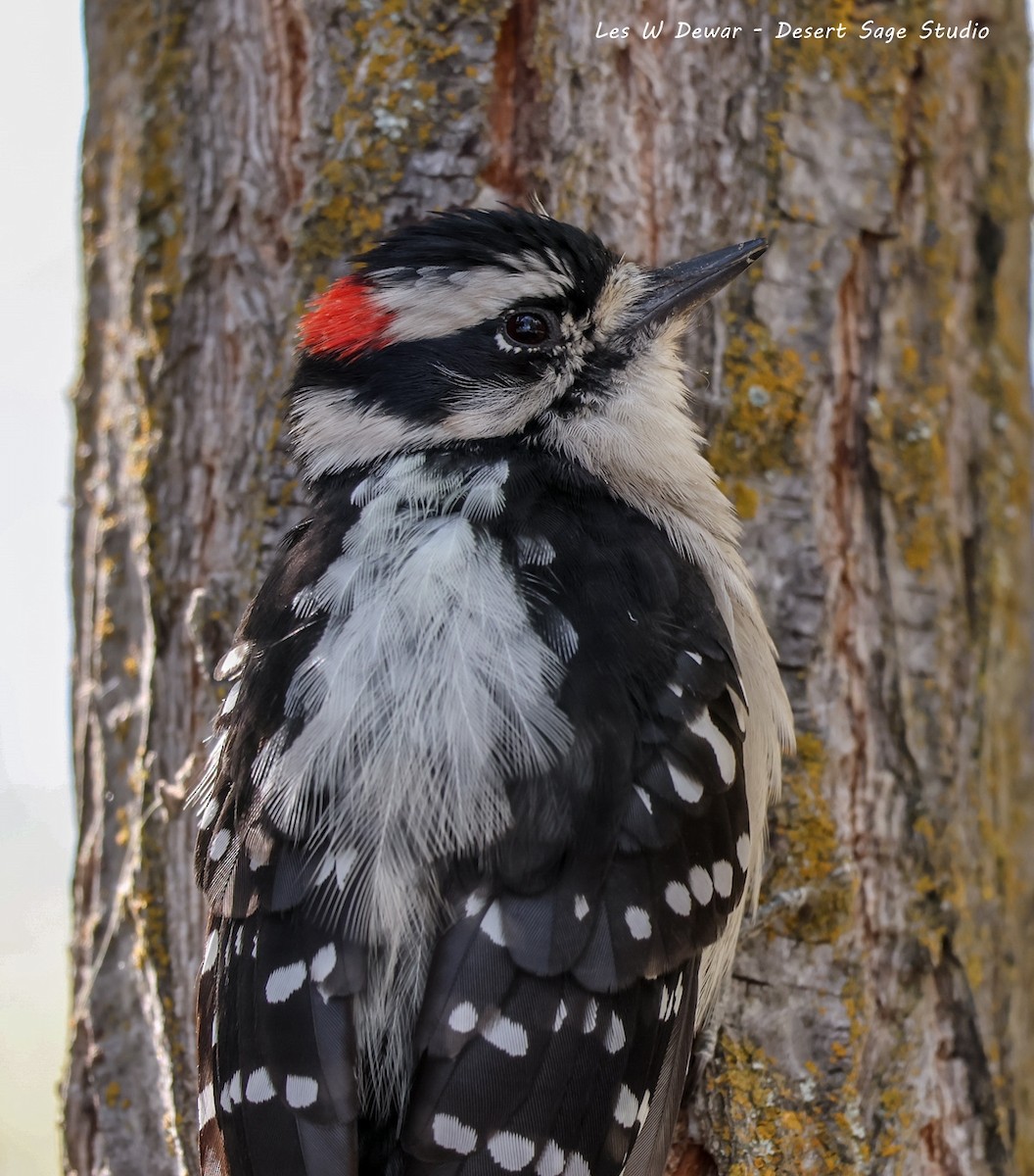 Downy Woodpecker - Les Dewar