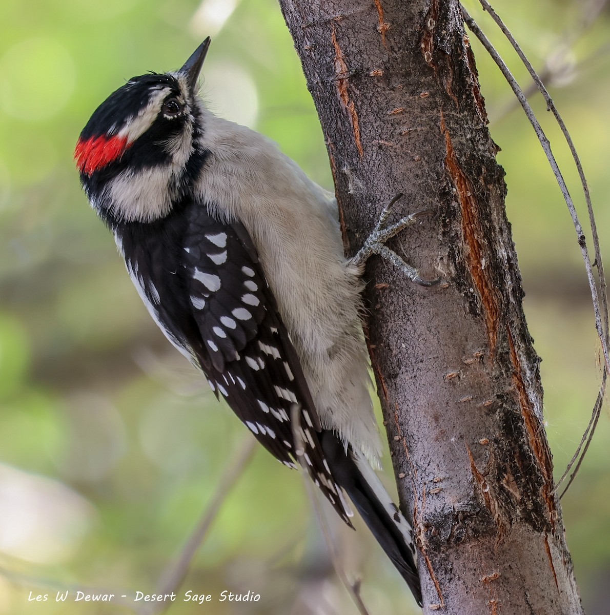 Downy Woodpecker - ML622749492