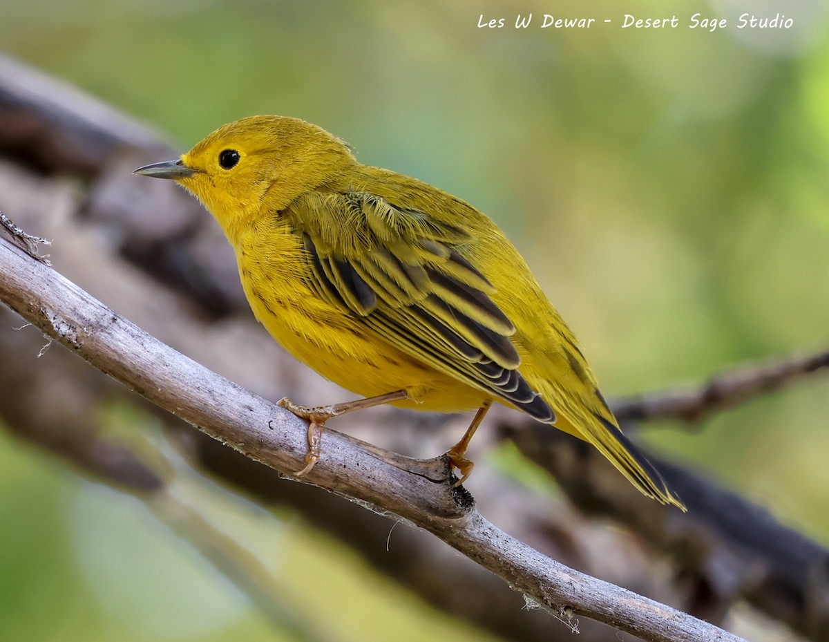 Yellow Warbler - Les Dewar