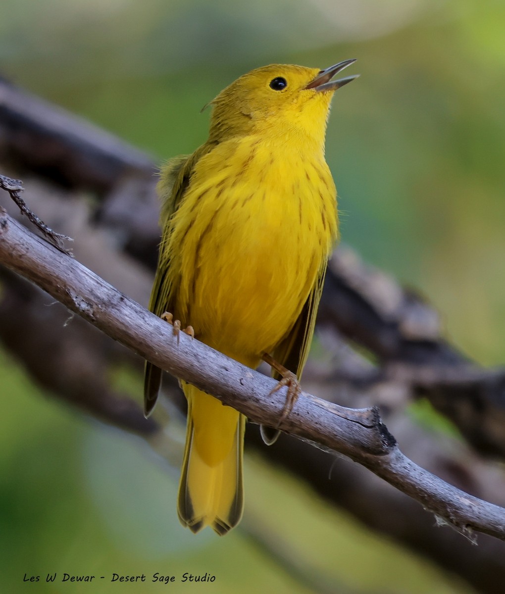 Yellow Warbler - ML622749503