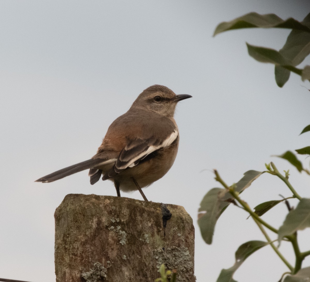 White-banded Mockingbird - ML622749541