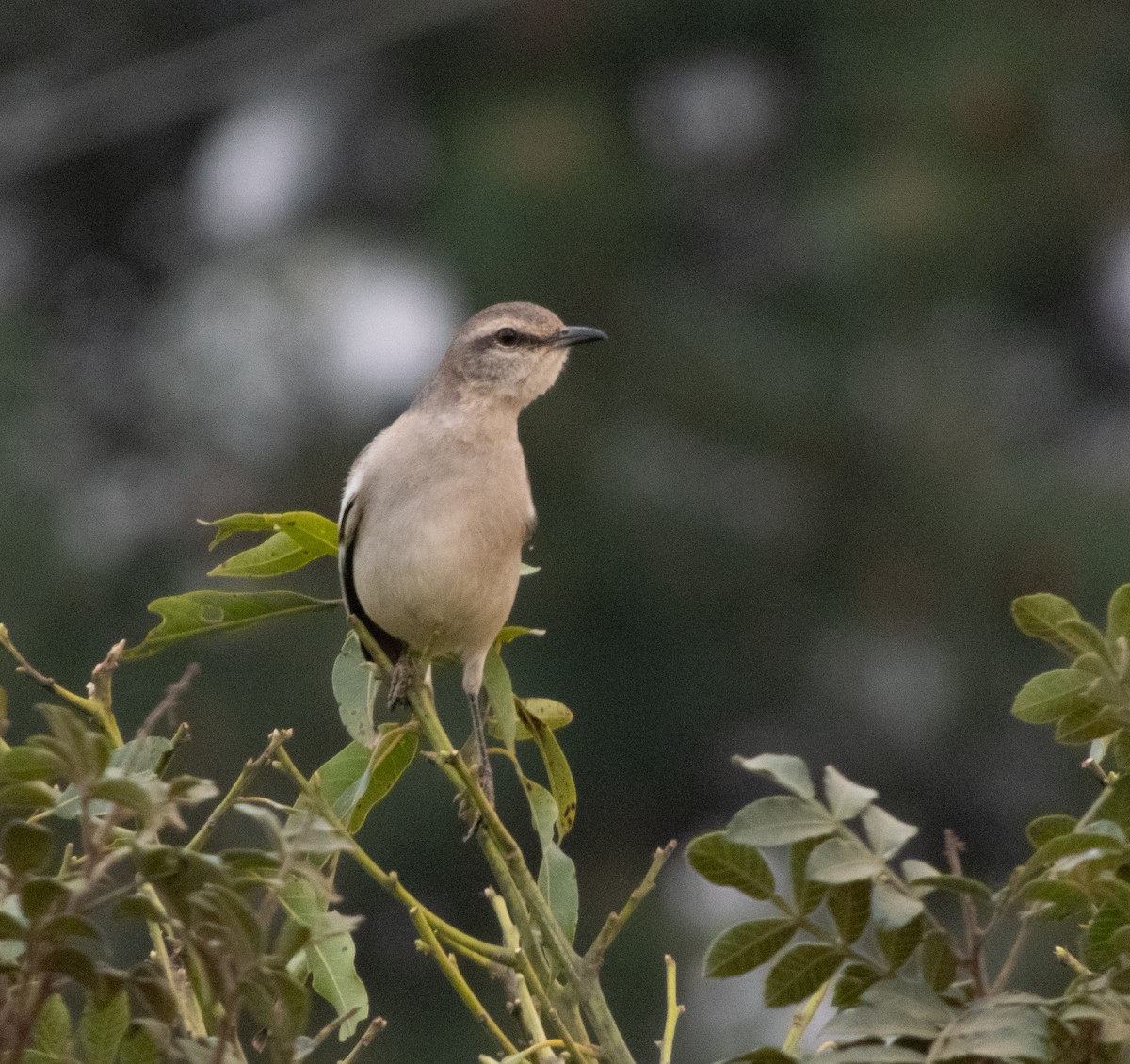 White-banded Mockingbird - ML622749542