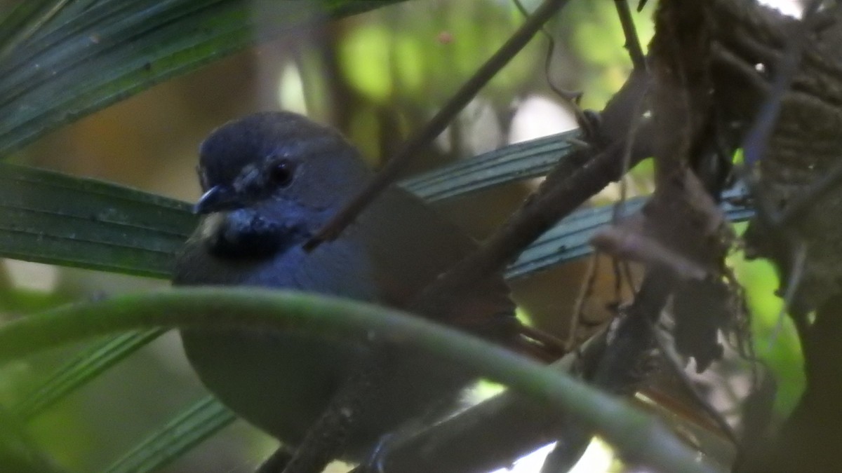 Gray-bellied Spinetail - Diego de Oliveira Barros