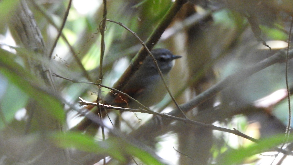 Gray-bellied Spinetail - ML622749574