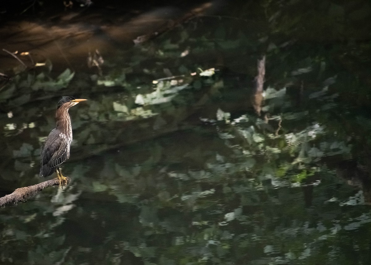 Green Heron - ML622749616
