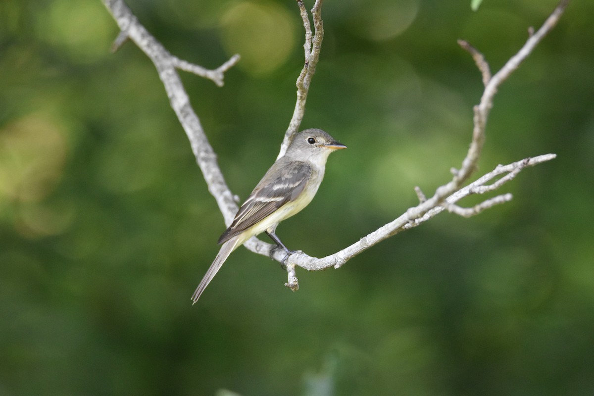 Acadian Flycatcher - ML622749631