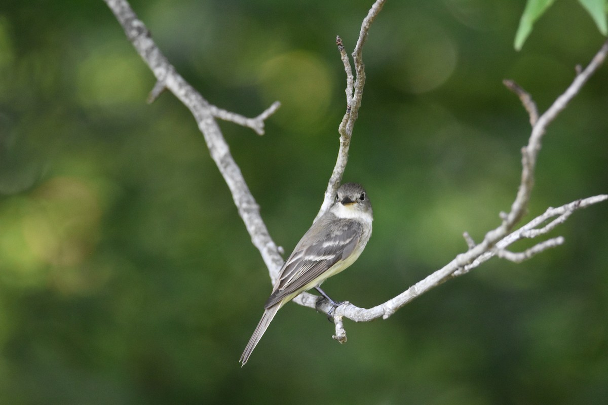 Acadian Flycatcher - ML622749632
