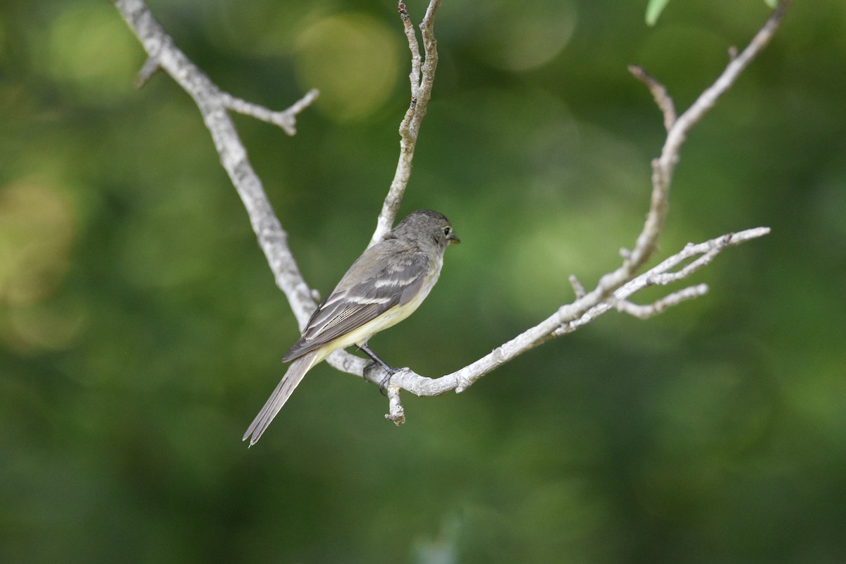 Acadian Flycatcher - ML622749633