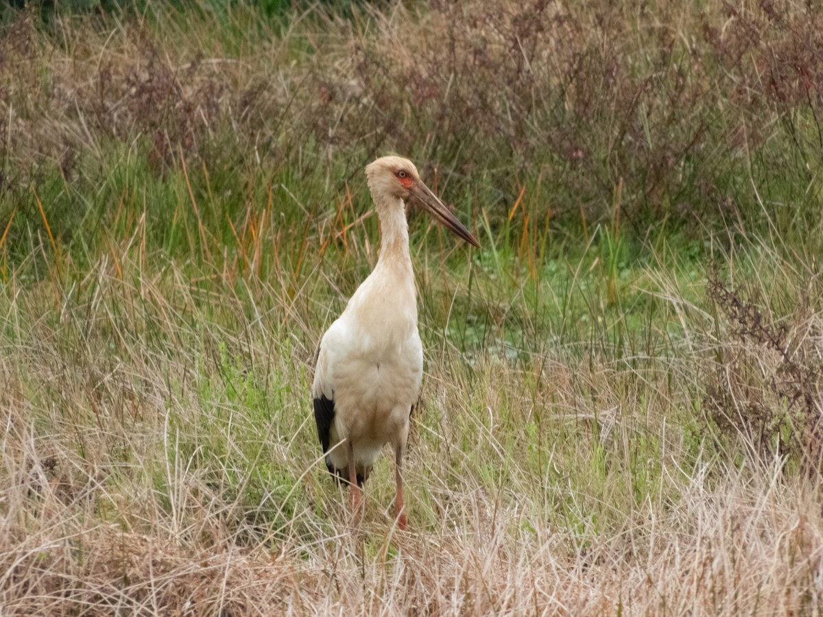Maguari Stork - ML622749638