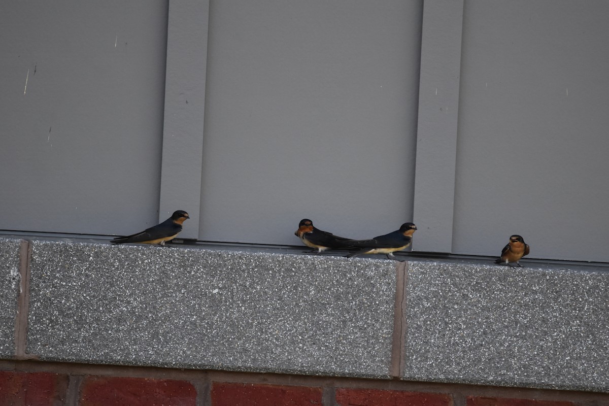 Barn Swallow - ML622749642