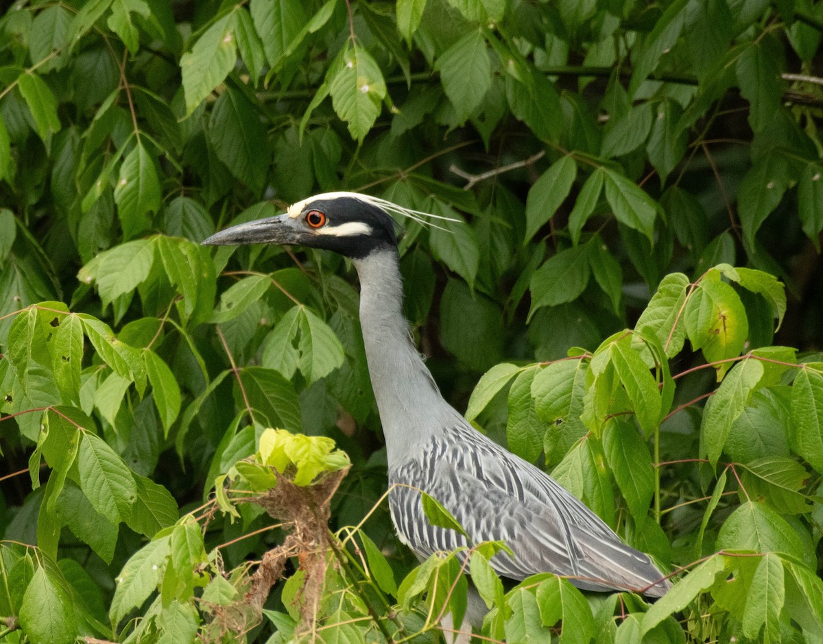 Yellow-crowned Night Heron - ML622749656