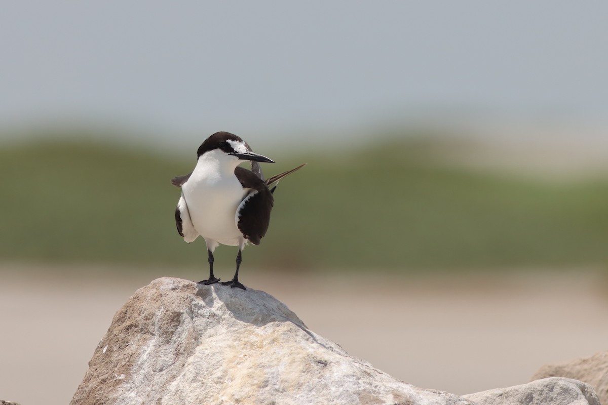 Sooty Tern - Justin LeClaire