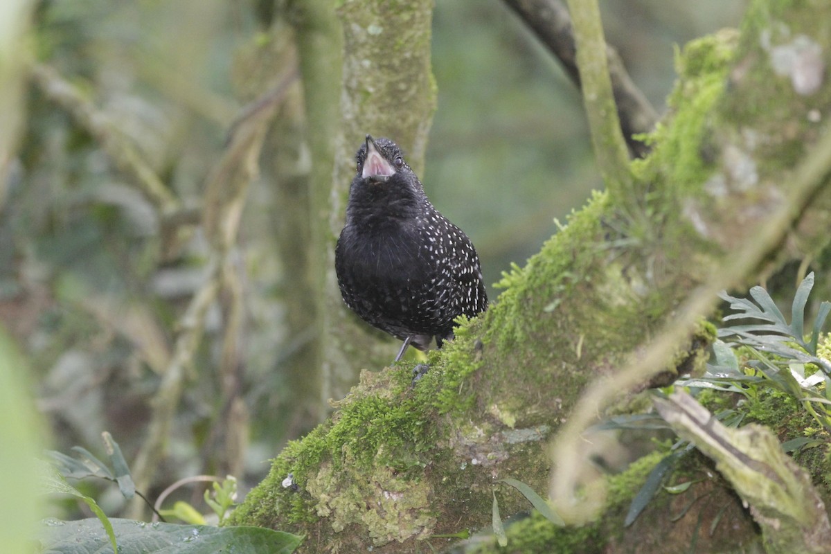 Large-tailed Antshrike - ML622749717