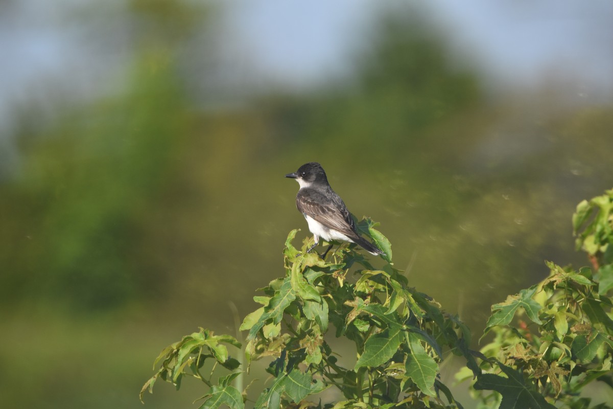 Eastern Kingbird - ML622749719