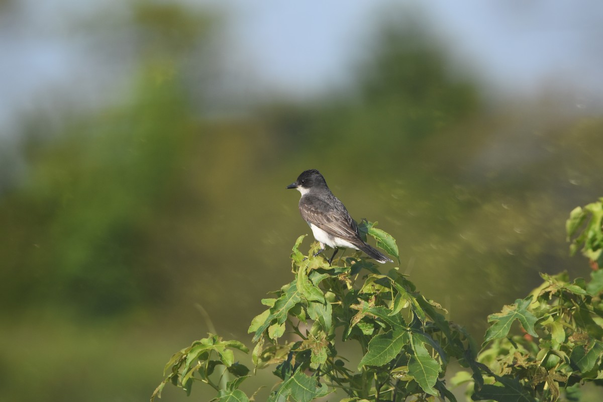 Eastern Kingbird - ML622749720