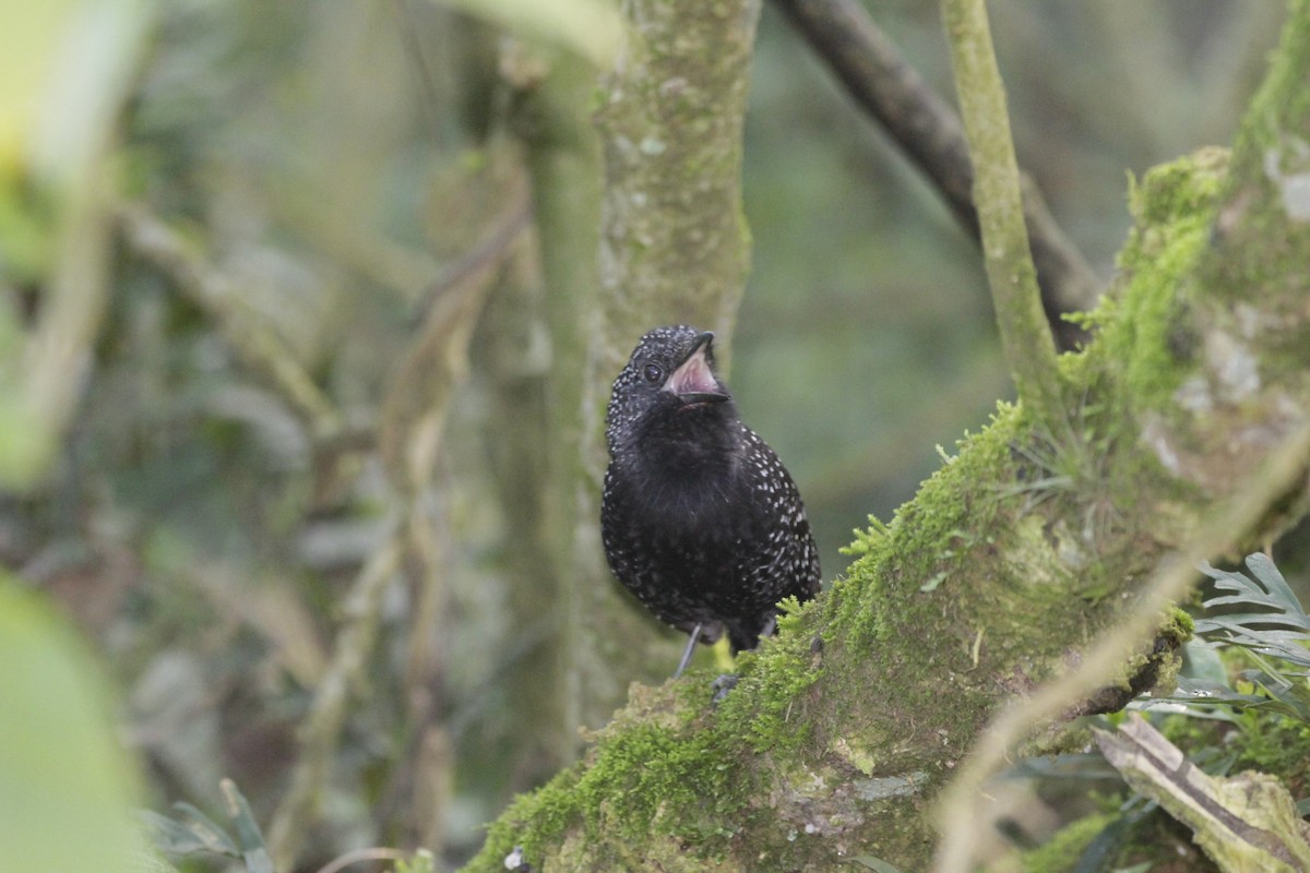 Large-tailed Antshrike - ML622749735