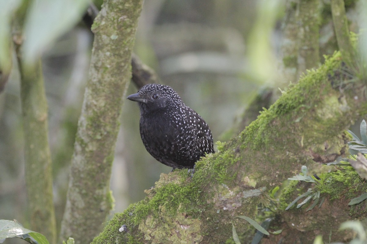 Large-tailed Antshrike - ML622749741