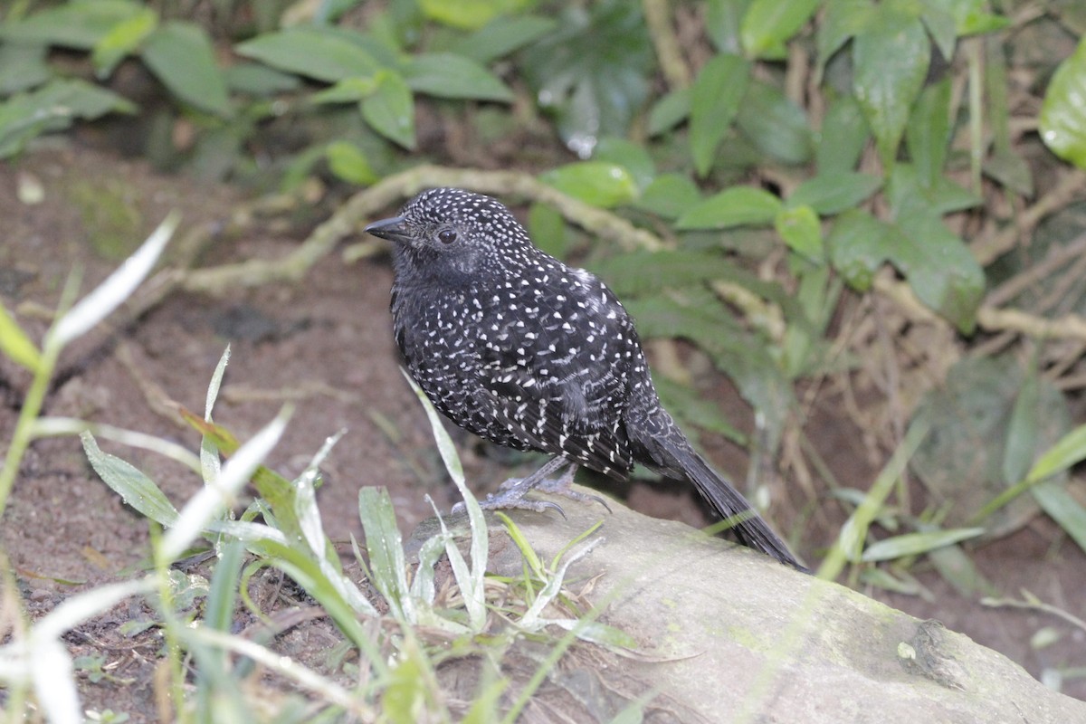 Large-tailed Antshrike - ML622749745