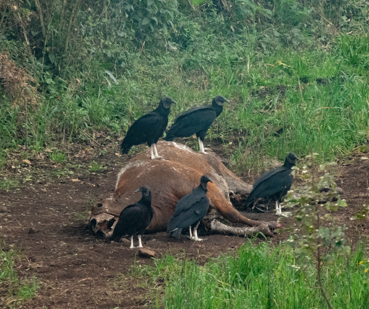 Black Vulture - ML622749747