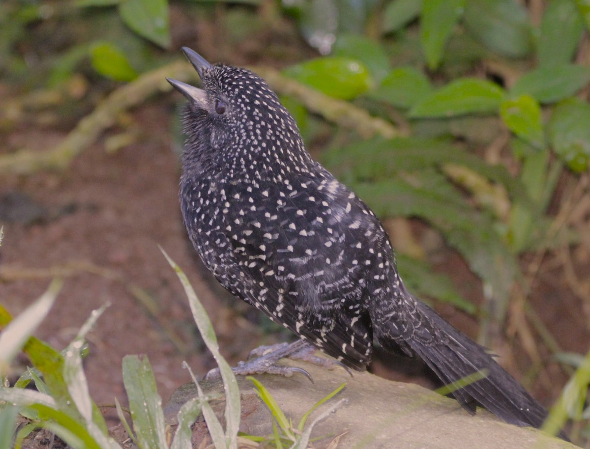 Large-tailed Antshrike - ML622749751