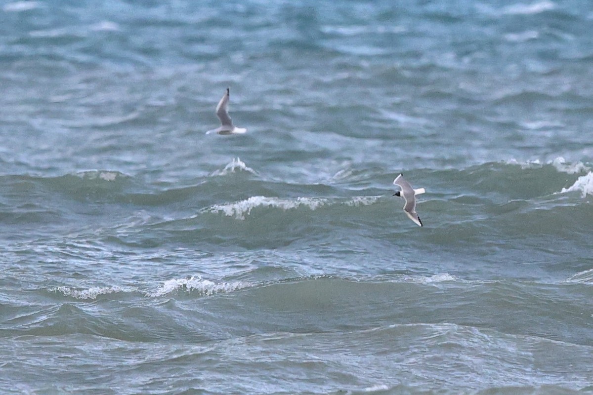 Bonaparte's Gull - Brandon Holden