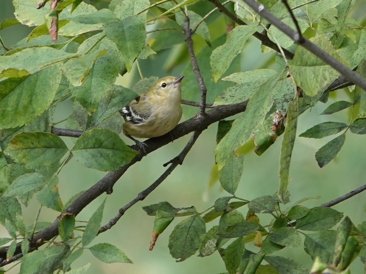 Bay-breasted Warbler - ML622749848