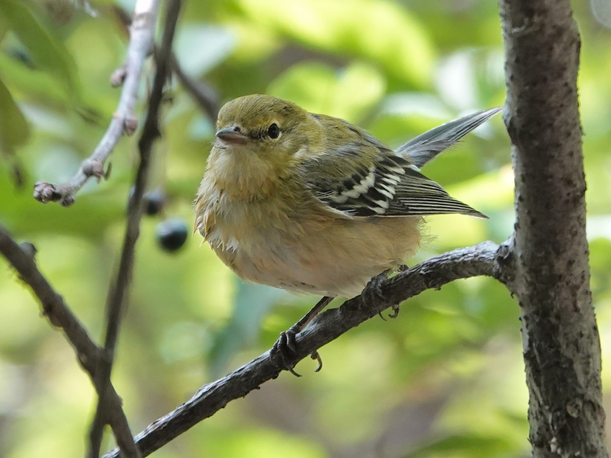 Bay-breasted Warbler - ML622749849