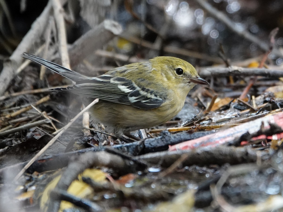 Bay-breasted Warbler - ML622749851