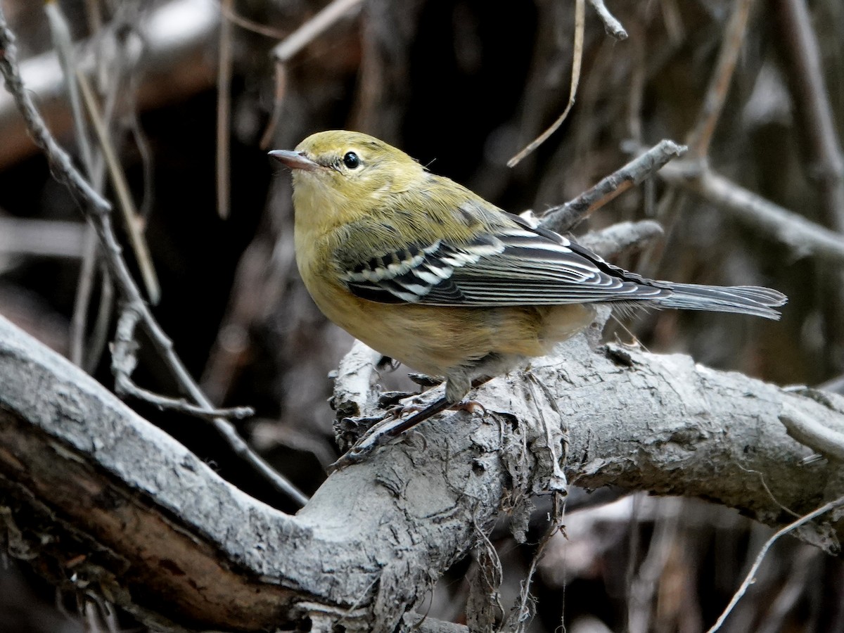 Bay-breasted Warbler - ML622749852