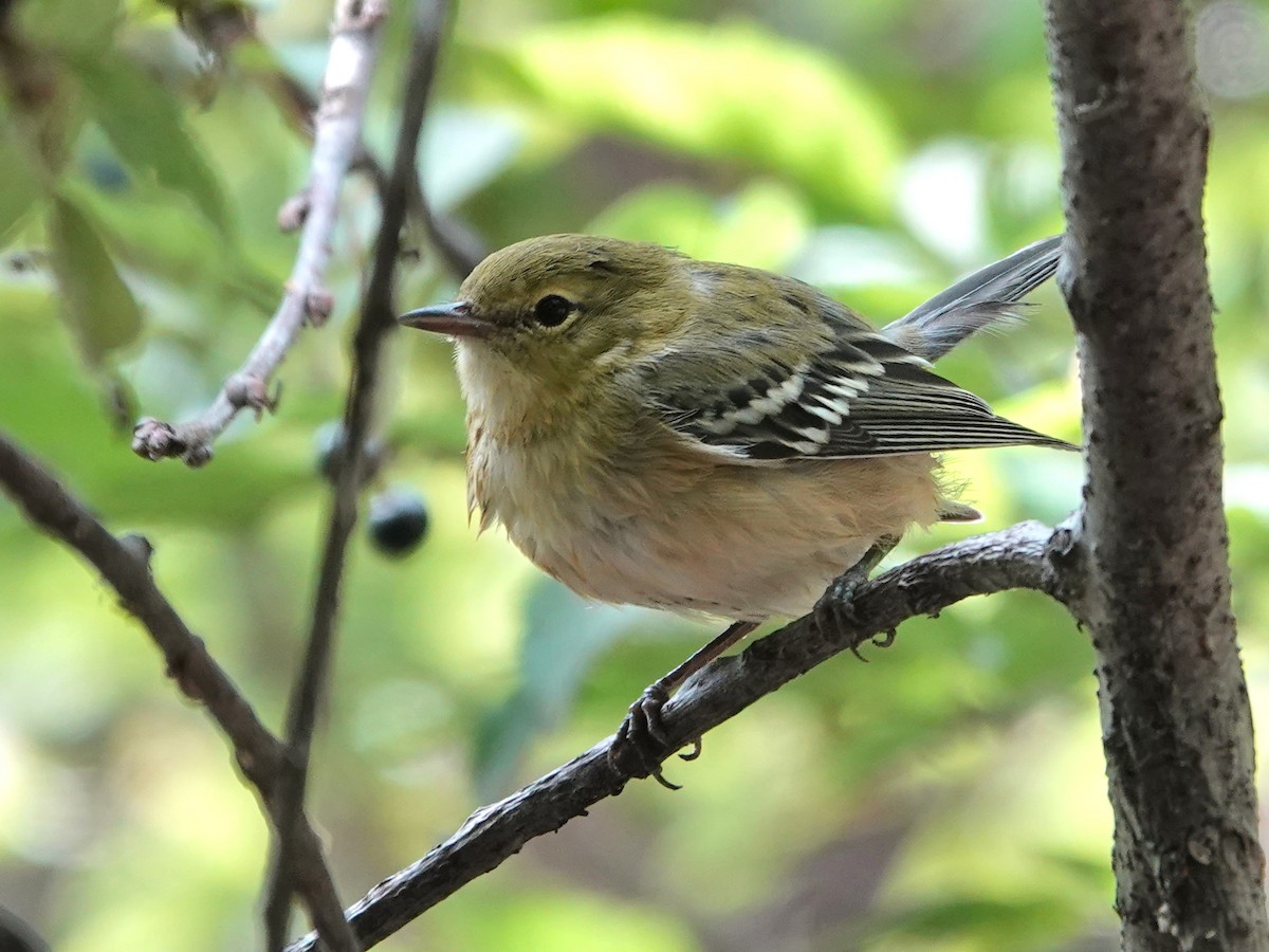 Bay-breasted Warbler - ML622749853