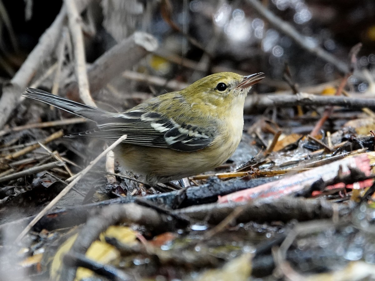 Bay-breasted Warbler - ML622749854