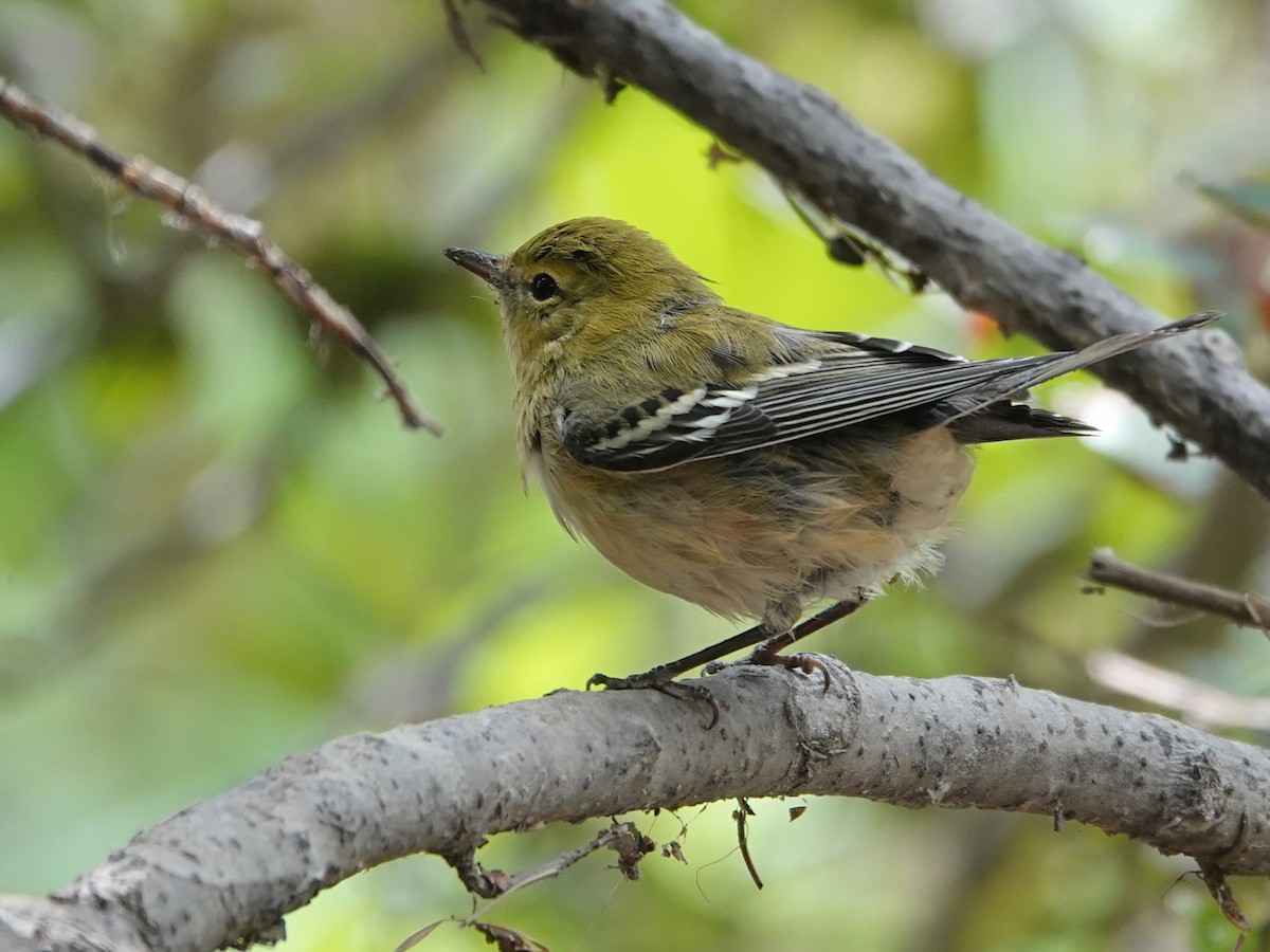 Bay-breasted Warbler - ML622749855