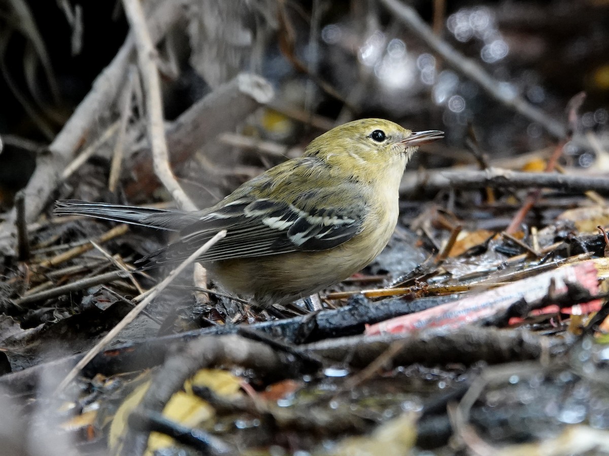 Bay-breasted Warbler - ML622749856