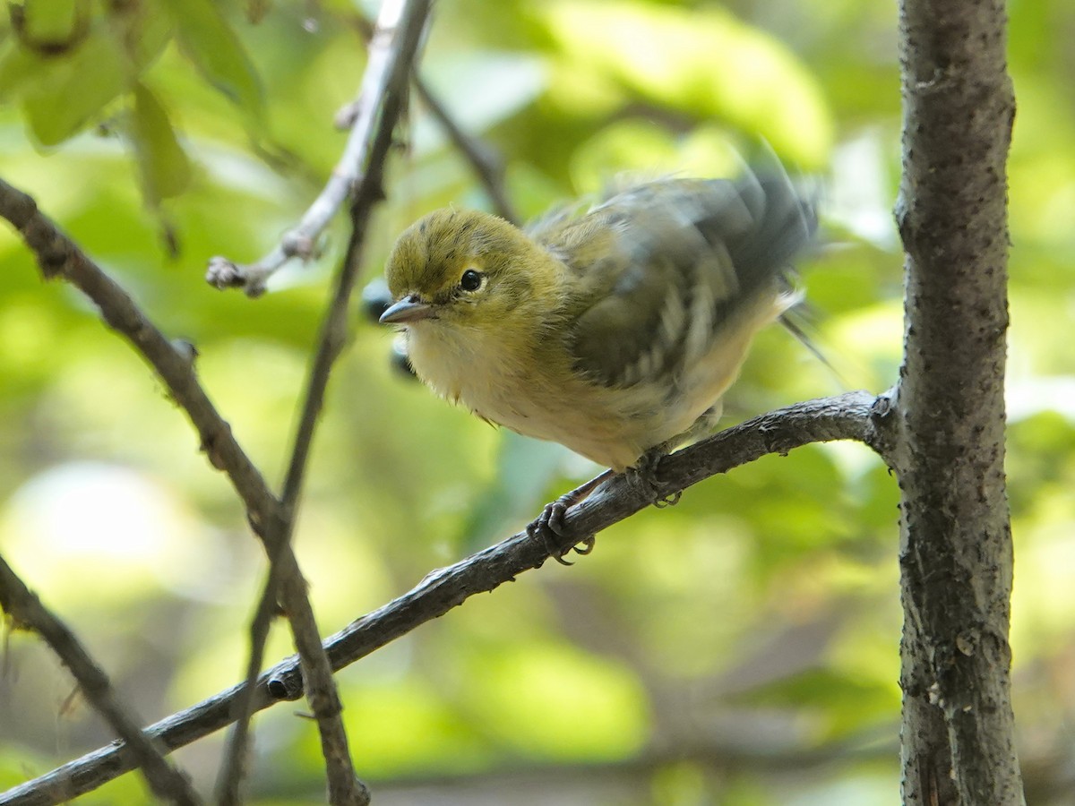 Bay-breasted Warbler - ML622749857
