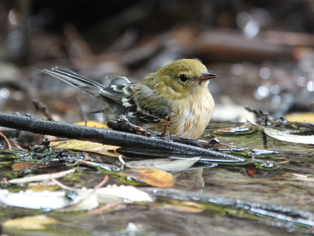 Bay-breasted Warbler - ML622749858