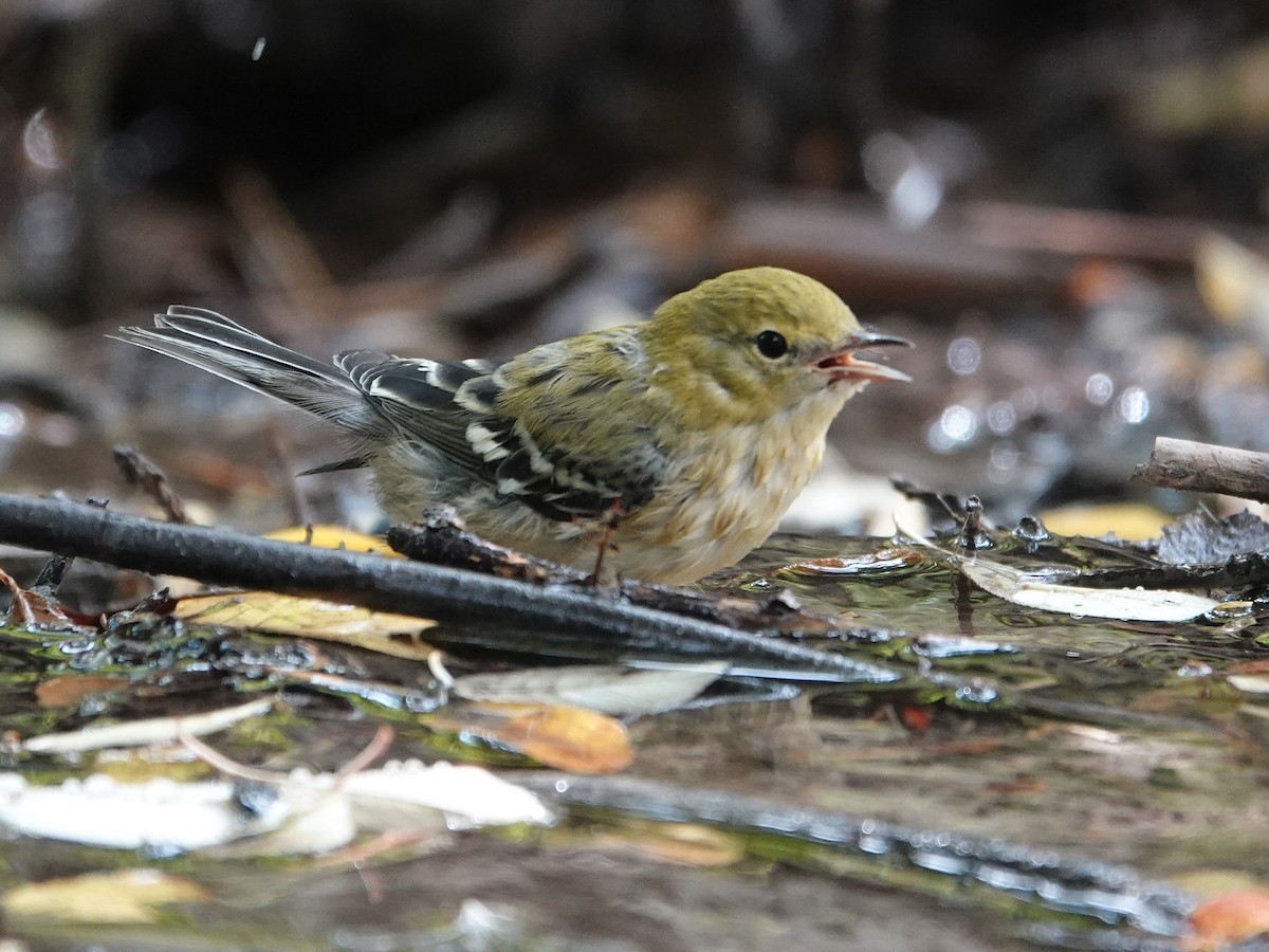 Bay-breasted Warbler - ML622749861
