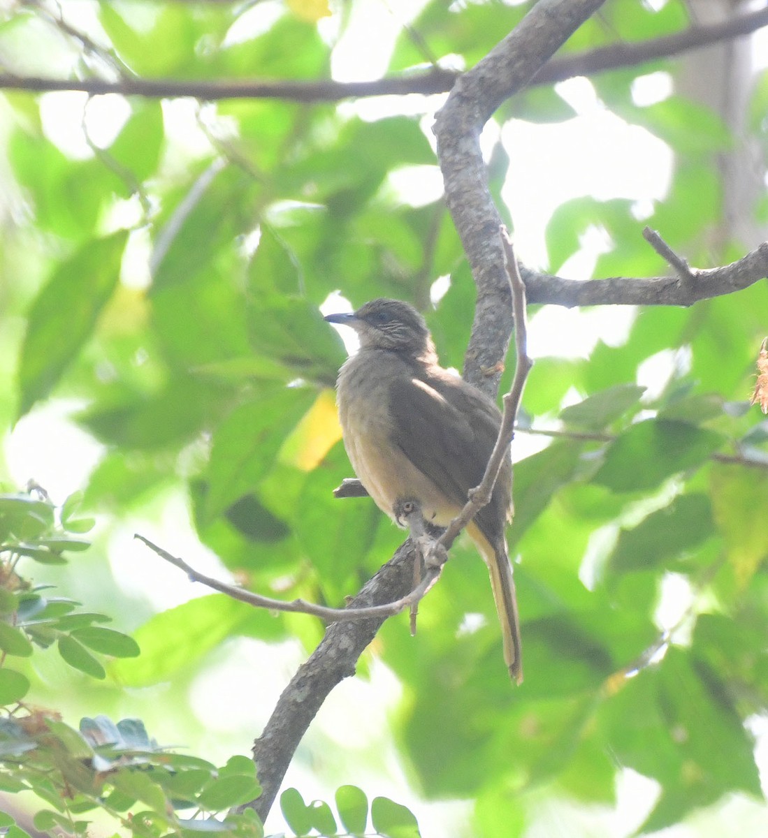 Streak-eared Bulbul - ML622749880