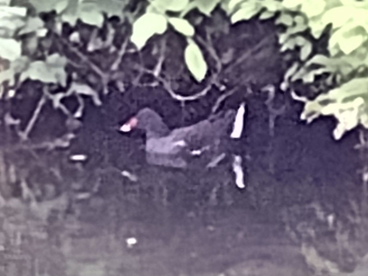 Eurasian Moorhen - ML622749967