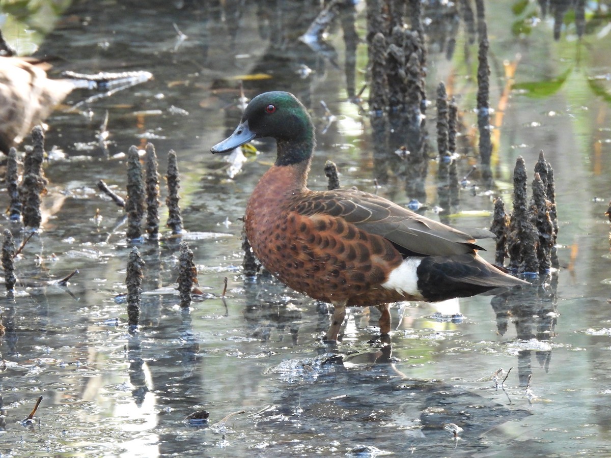 Chestnut Teal - ML622750026