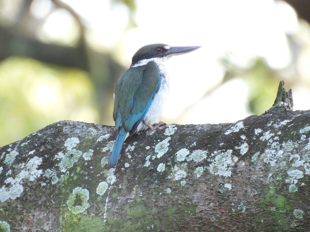 Torresian Kingfisher - ML622750039