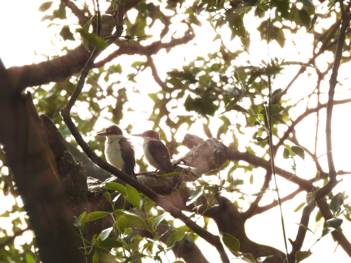 Torresian Kingfisher - ML622750040