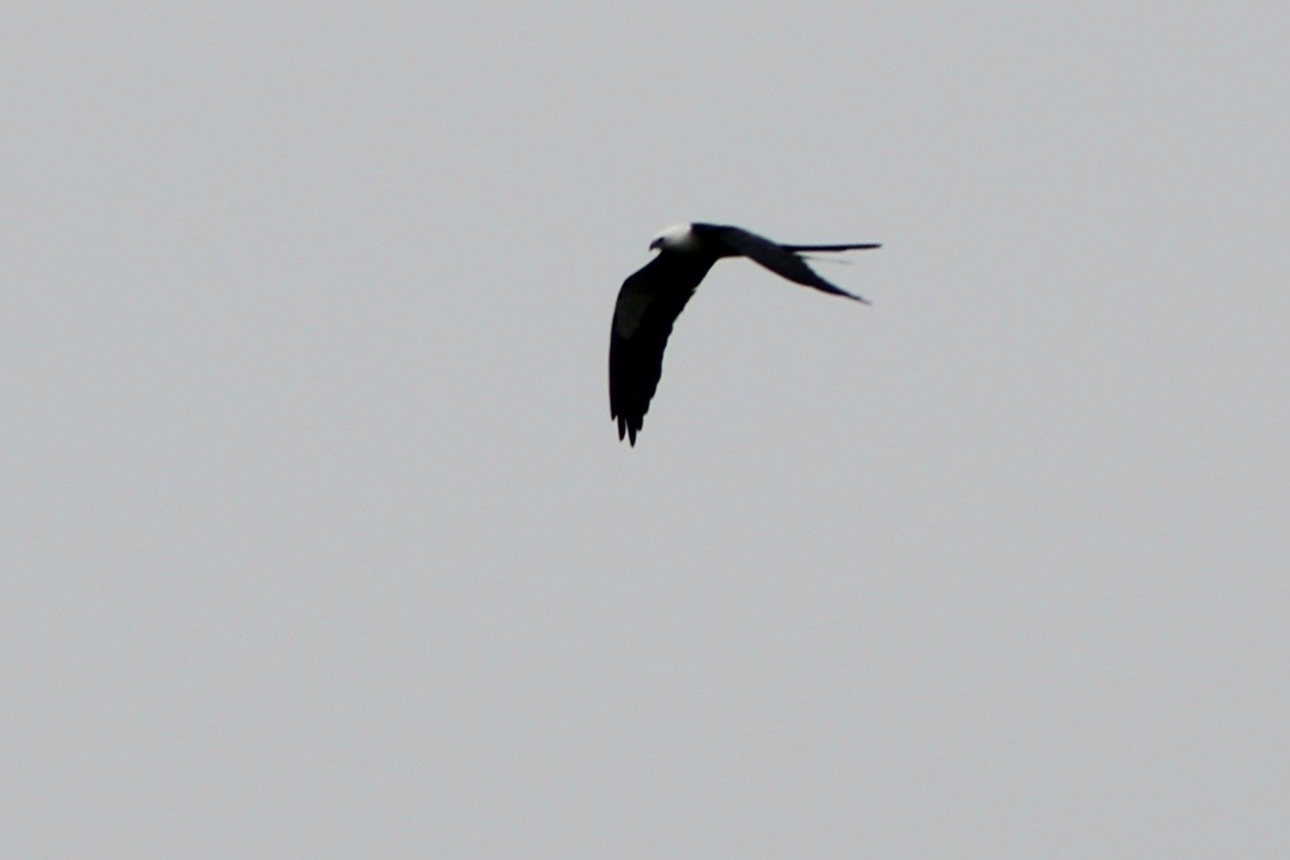 Swallow-tailed Kite - ML622750050