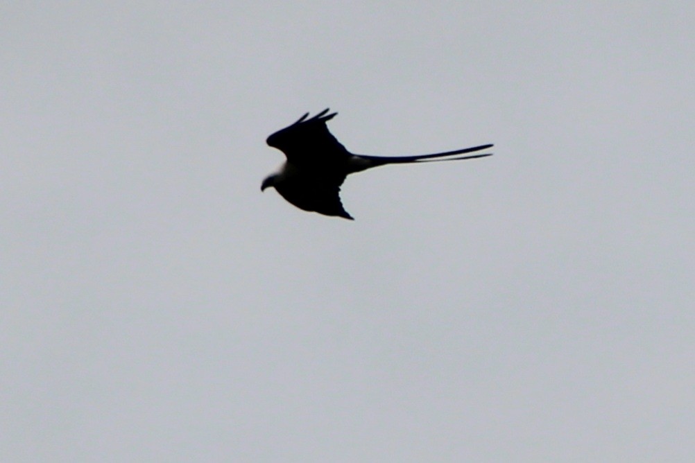 Swallow-tailed Kite - ML622750051