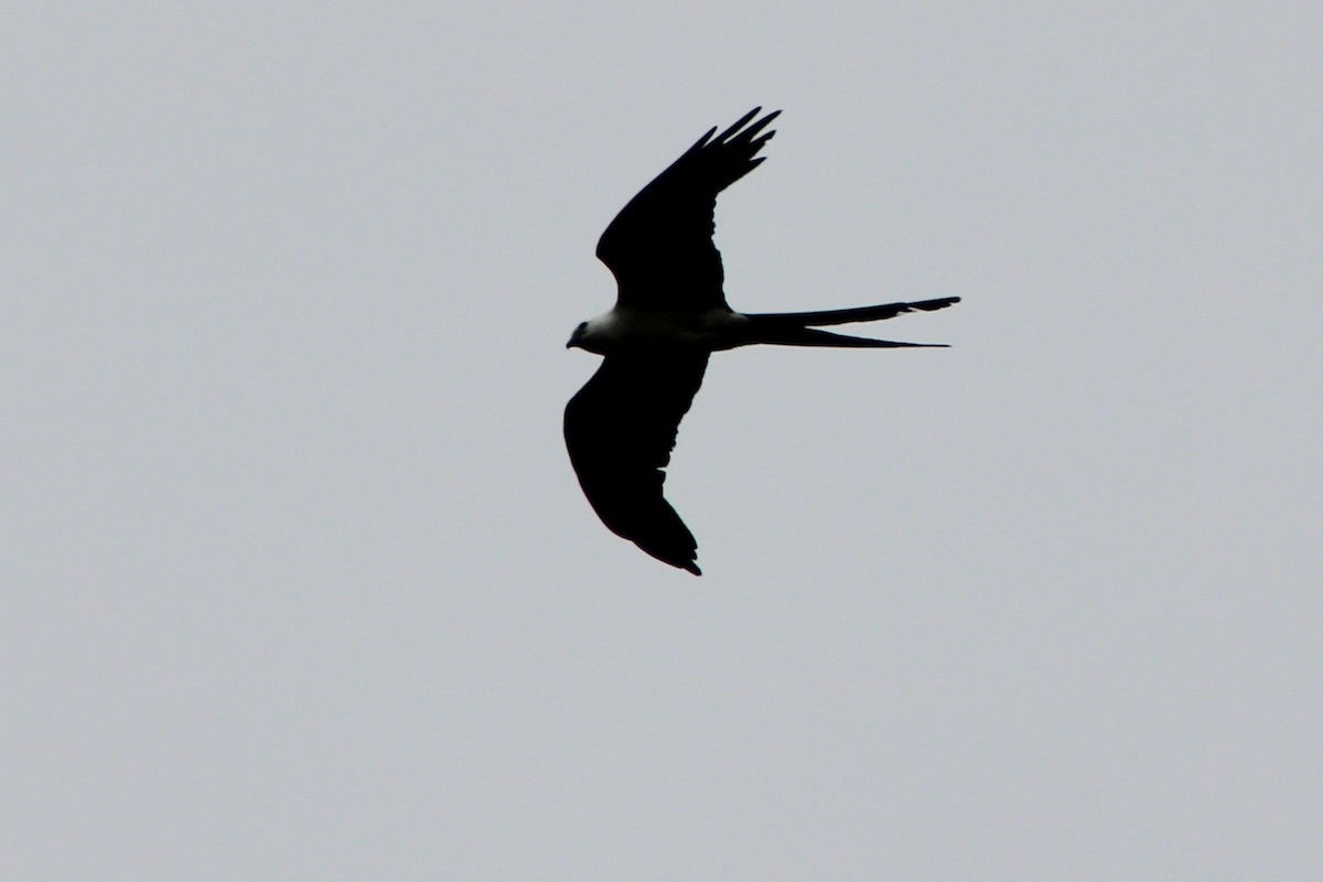 Swallow-tailed Kite - ML622750052
