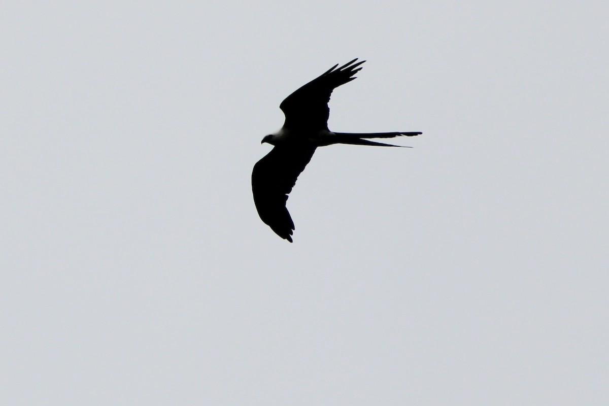 Swallow-tailed Kite - ML622750053