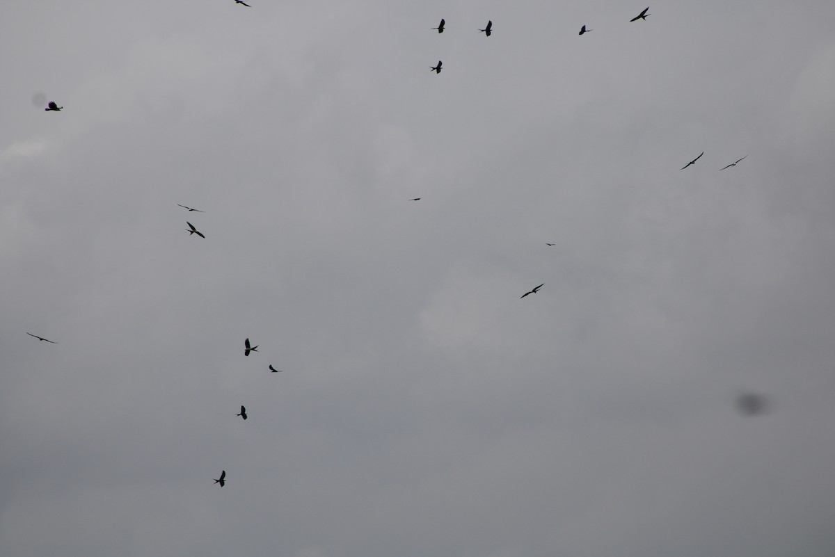 Swallow-tailed Kite - ML622750056
